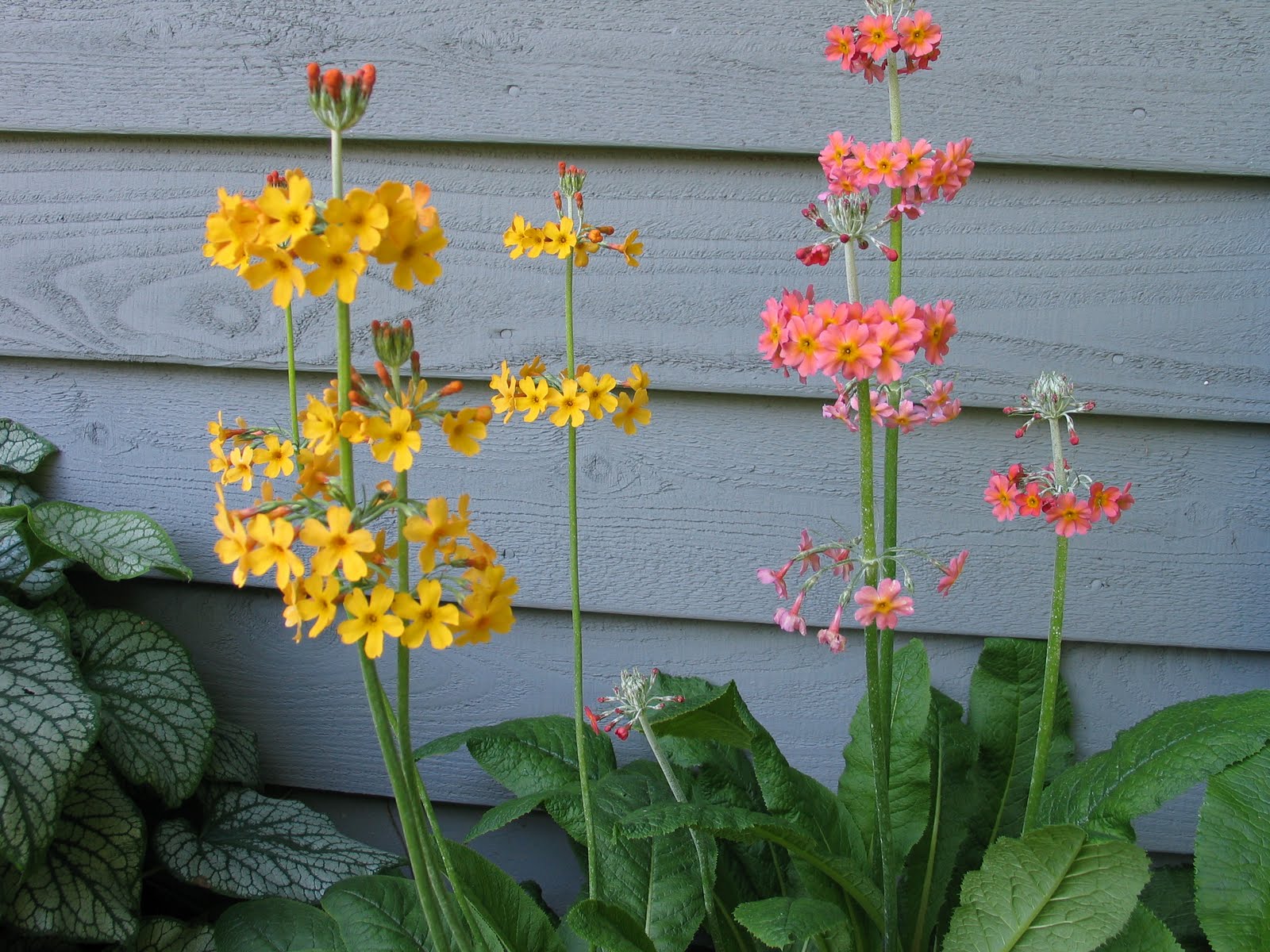 My Petal Press Garden Blog Plants for the North side of
