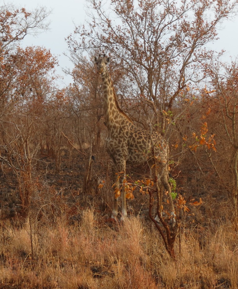 Giraffe Camouflage