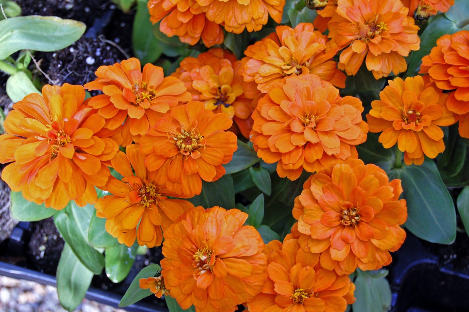 My Painted Garden Painting Yellow Flowers In A Blue Vintage Vase
