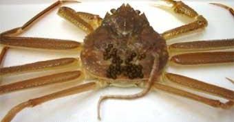 カニの購入ガイド カニビル カニの購入ガイド カニビル