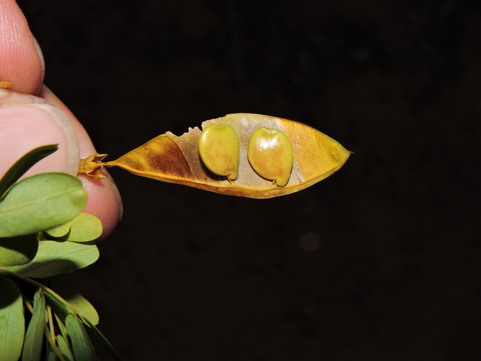 The Flowering plants (Leguminosae Fabaceae) Poeppigia