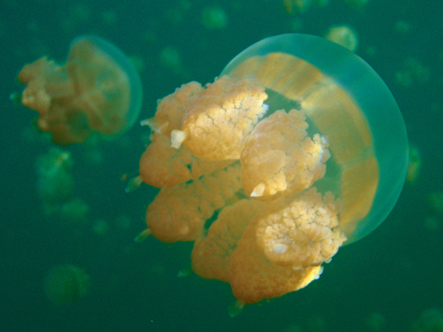 بالصوى بحيرة قناديل البحر .. هجرة الملايين من قناديل البحر الذهبية Jellyfish+lake+palau+21