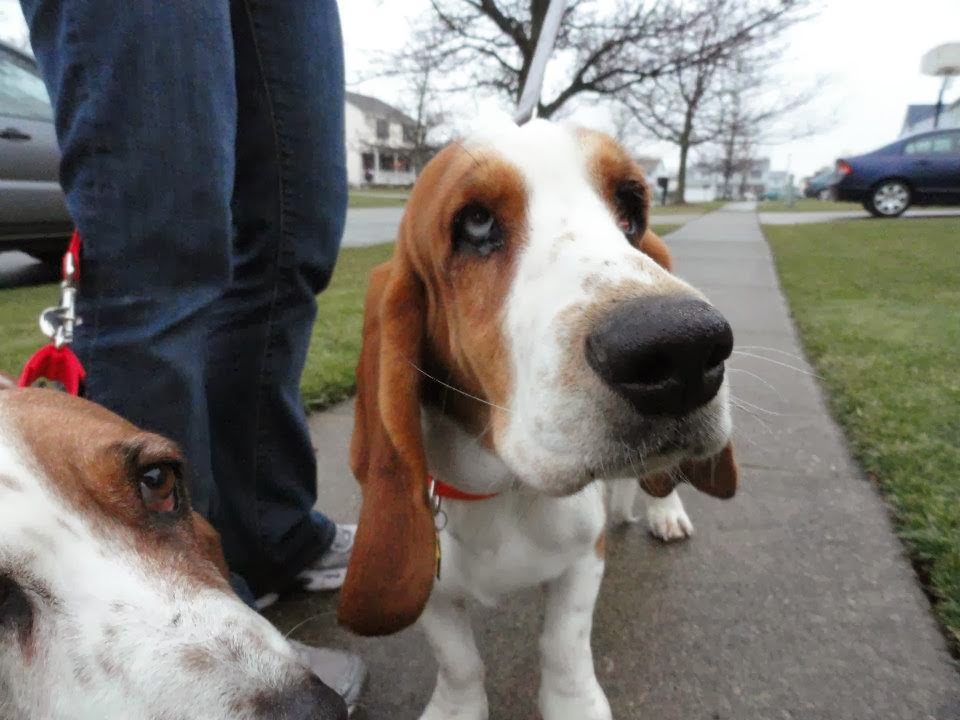 ABC Basset Hound Rescue of NY Texas Bassets Arrive In NY