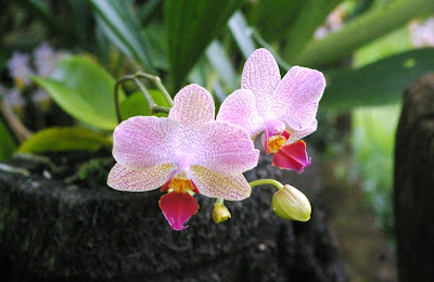 CarpeDiem: Bukit Bougenville - Kota Singkawang