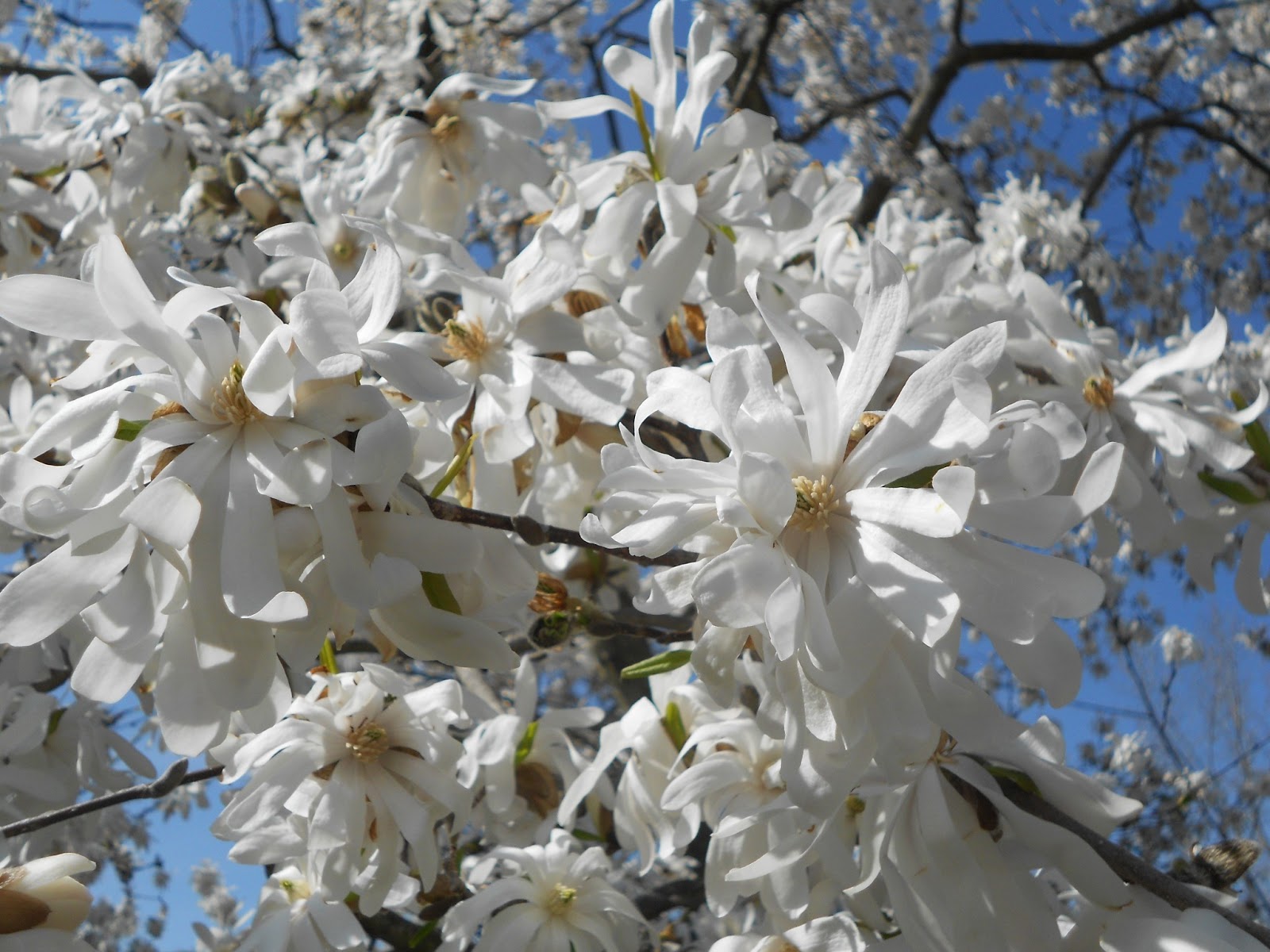 Lara's Lovely Creations Capriland's Herb Farm in Coventry,CT