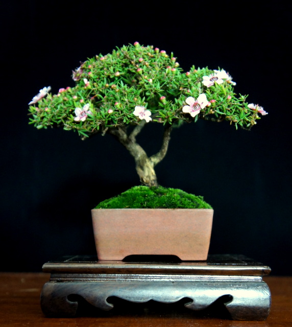 newzealandteatreebonsai A Mame NZ Tea Tree