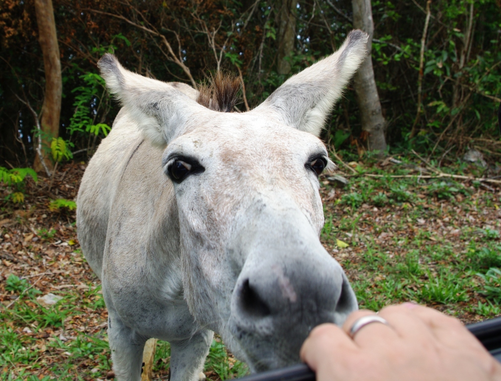 The BVIs Basset's View of the Islands Gratuitous Donkey Shots