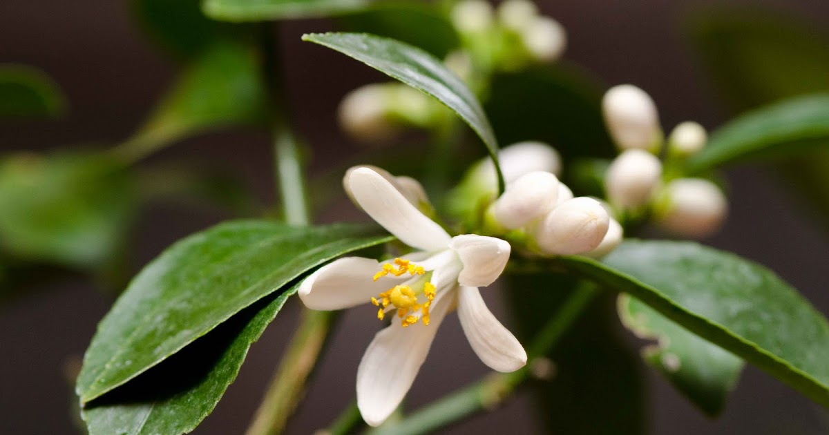 Sunroom Gardening First Meyer Lemon Tree Flower!