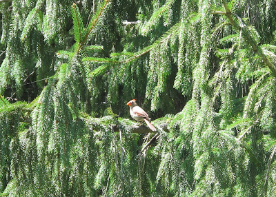 Mrs. Cardinal