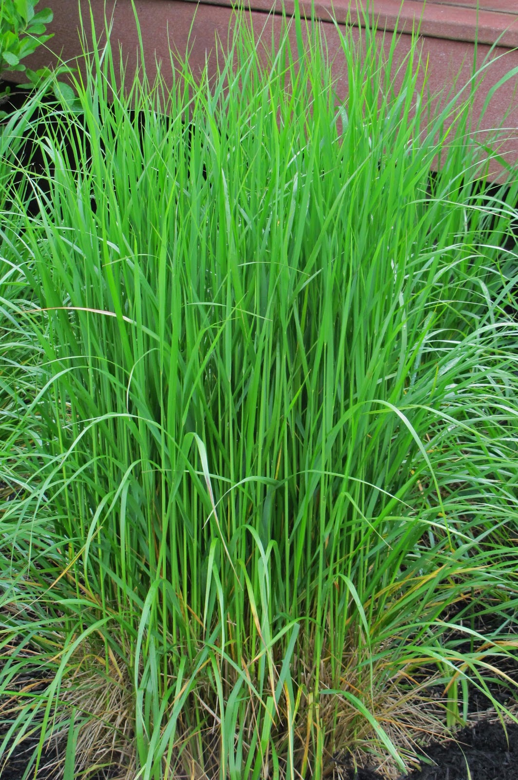 here come the ornamental grasses an obsessive neurotic here come the ornamental grasses an obsessive neurotic
