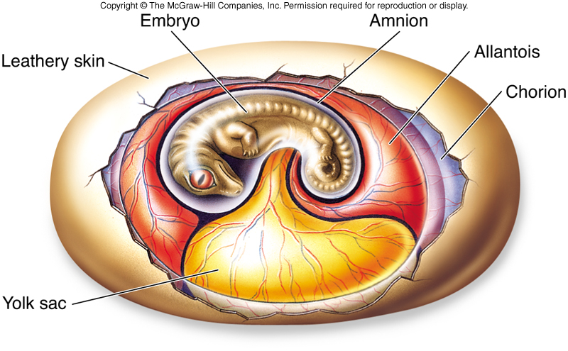 Structure of the amniotic egg   memorial university