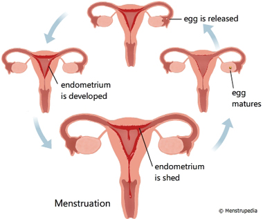 menstrual cycle bleeding