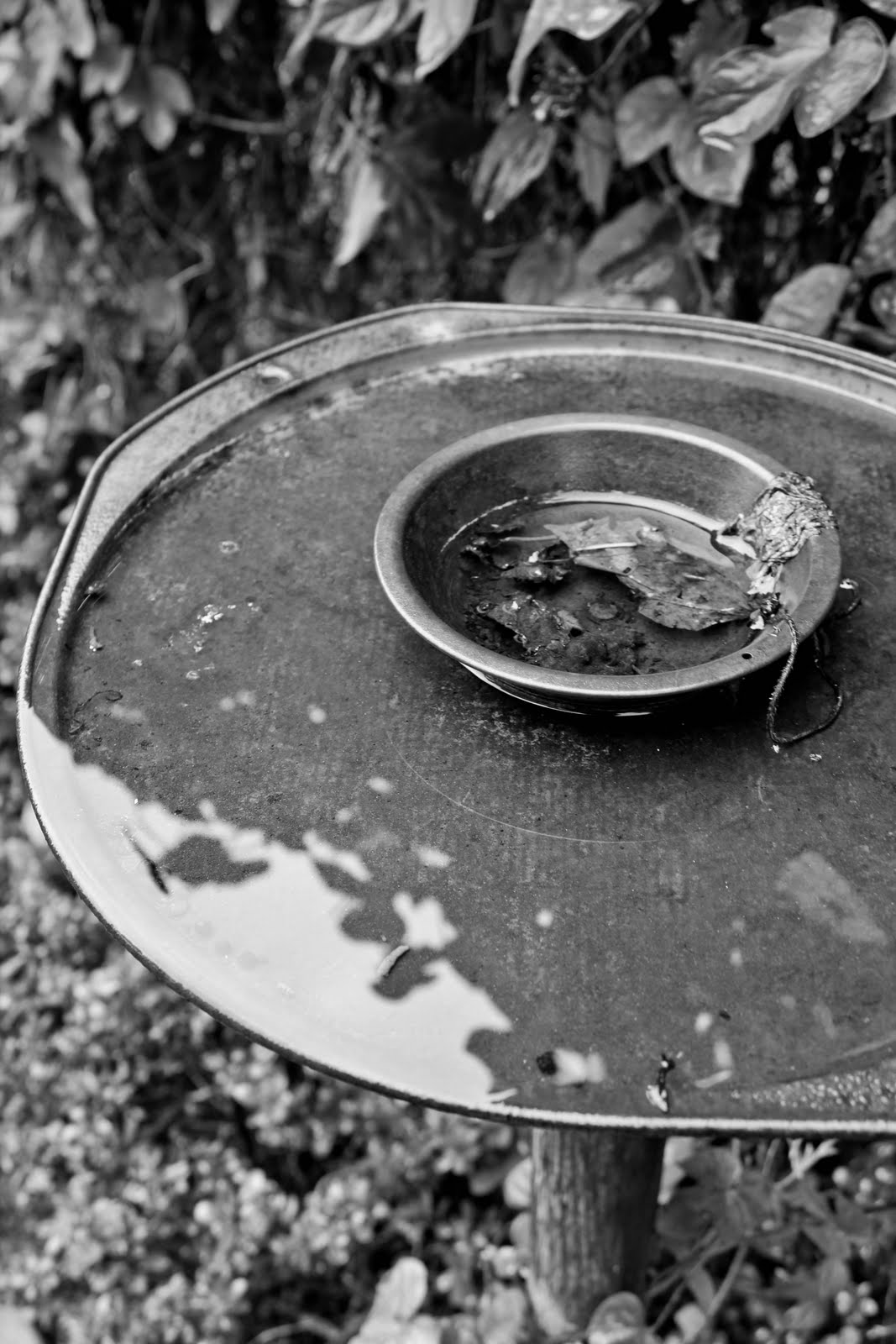 Danielle Renée Photography • Fine Art Photographer & Photojournalist