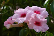 Summer colours. Garden Flowers: Pink, White, Yellow, Purple (black eyed susan vine thunbergia alata flowers)