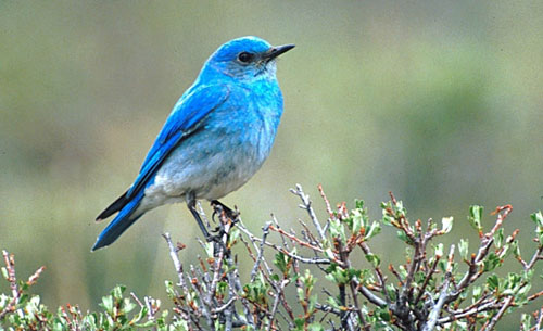 Blue Bird's Nest