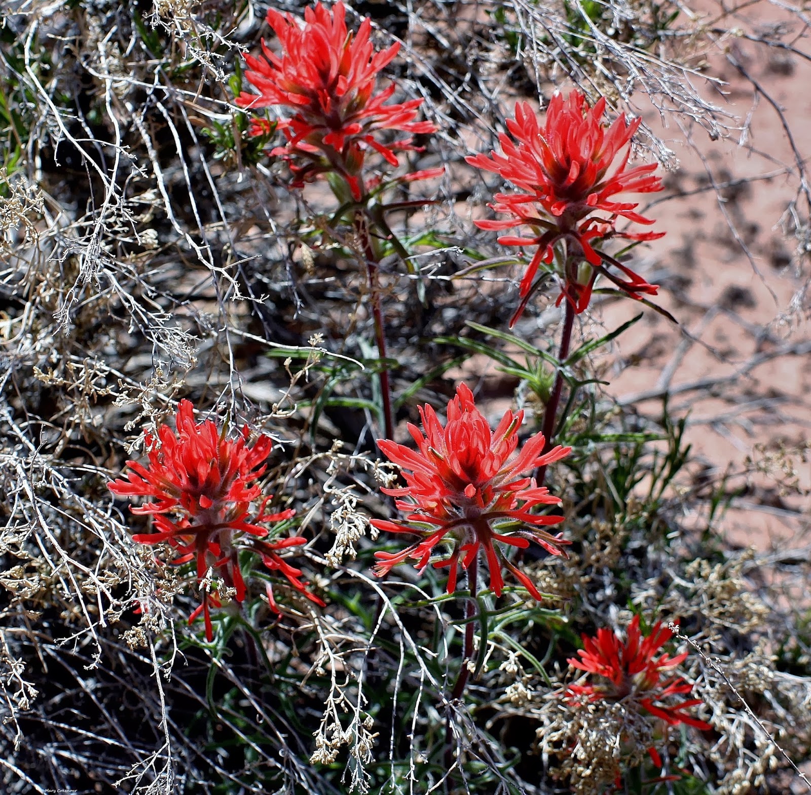 The Southwest Through Wide Brown Eyes The Alive State of Utah.