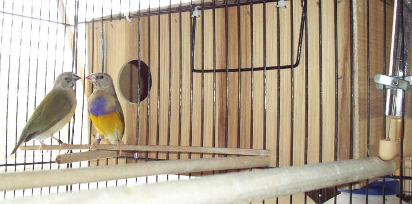 The Splendid Bourke Bird Blog: Raising Lady Gouldian Finches