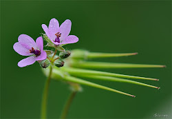 Erodium.