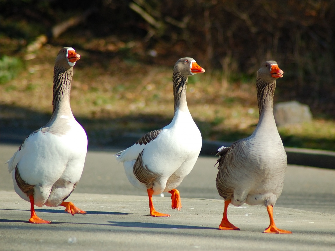 Funny Goose wallpaper for desktop |Funny Animal