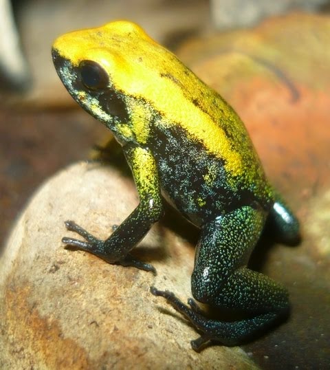 Phyllobates Bicolor