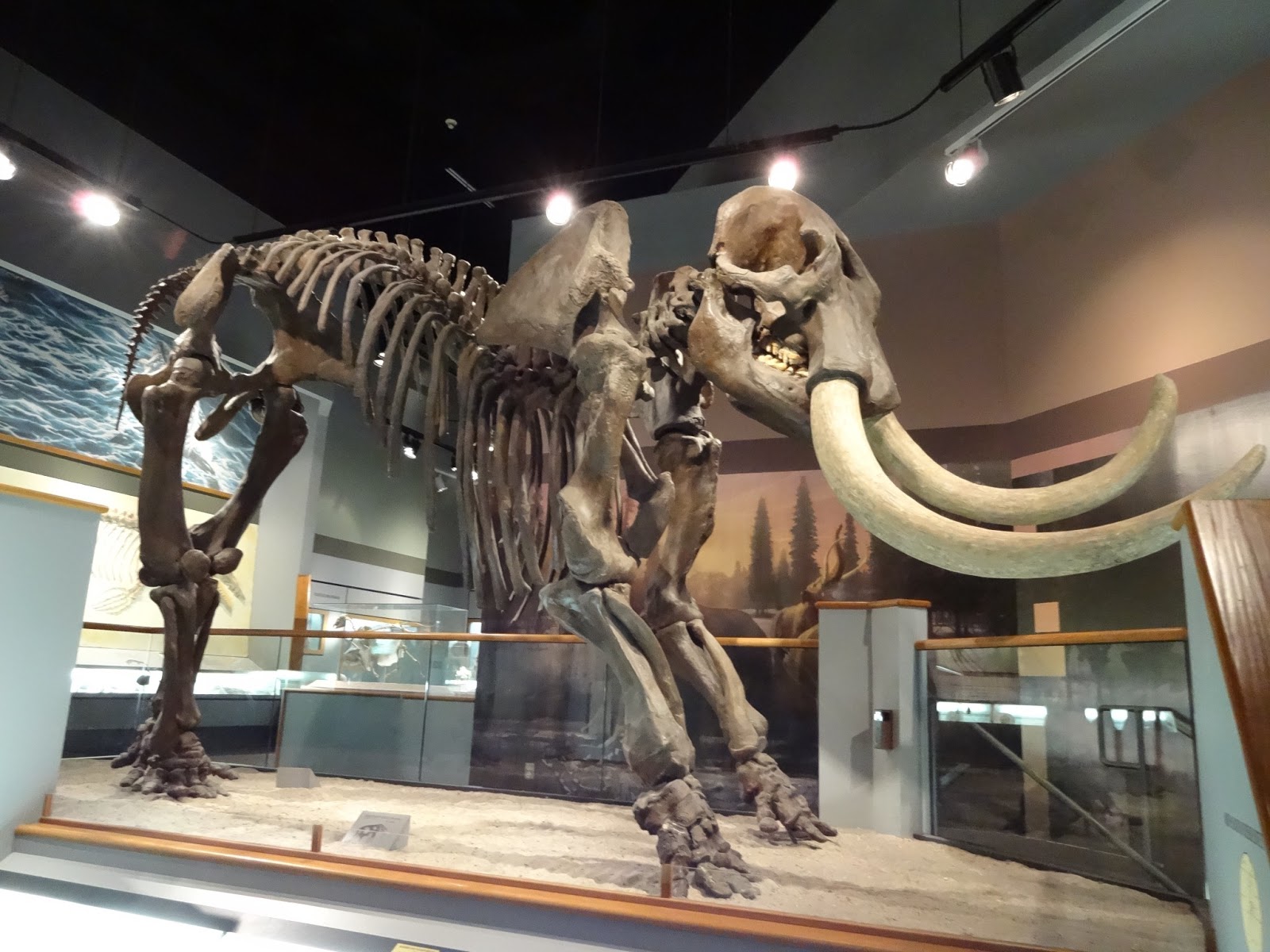 Craves, Caves, & Graves The Pink Palace Museum of Memphis