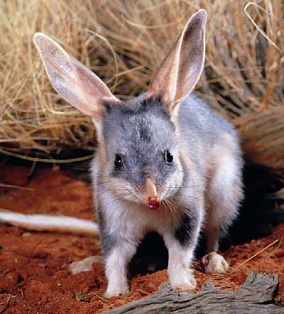 Australia Bilby