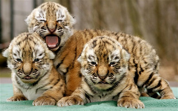 Image Result For Baby Tigers In Thailanda Image Result For Baby Tigers In Thailanda