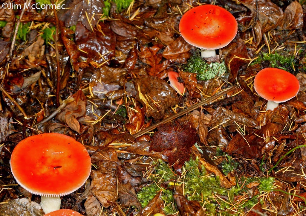 Ohio Birds and Biodiversity Beautiful mushrooms, ill consequences