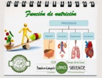 Función de nutrición