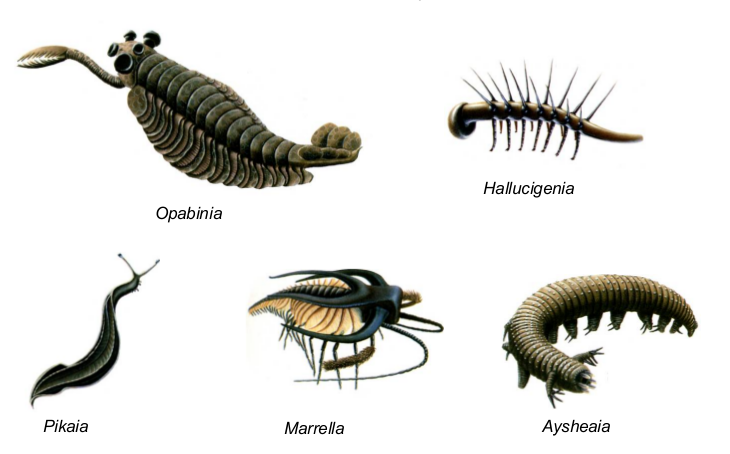 Earth Learning Idea: Curious creatures - the Cambrian explosion of life