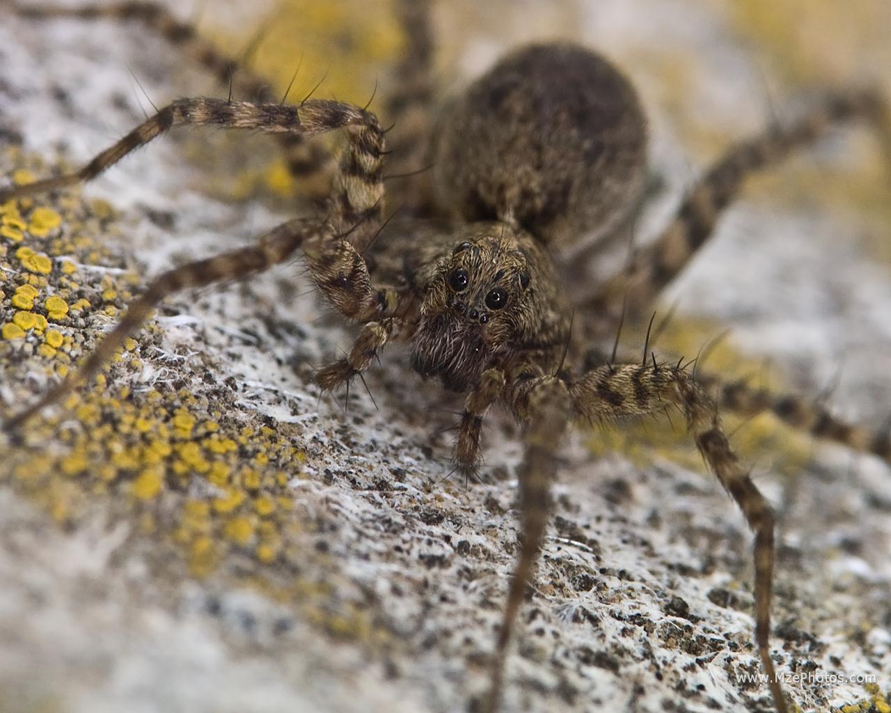 About the Wolf Spider Wild Animals & Pets