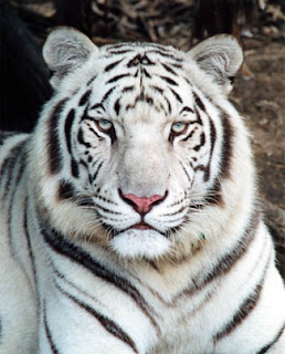 Which animal would you choose to be? White+tiger+pictures+1