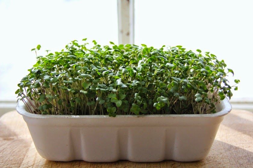 Salad Cress Seeds, Microgreens Seeds