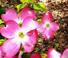 Dogwood bloom