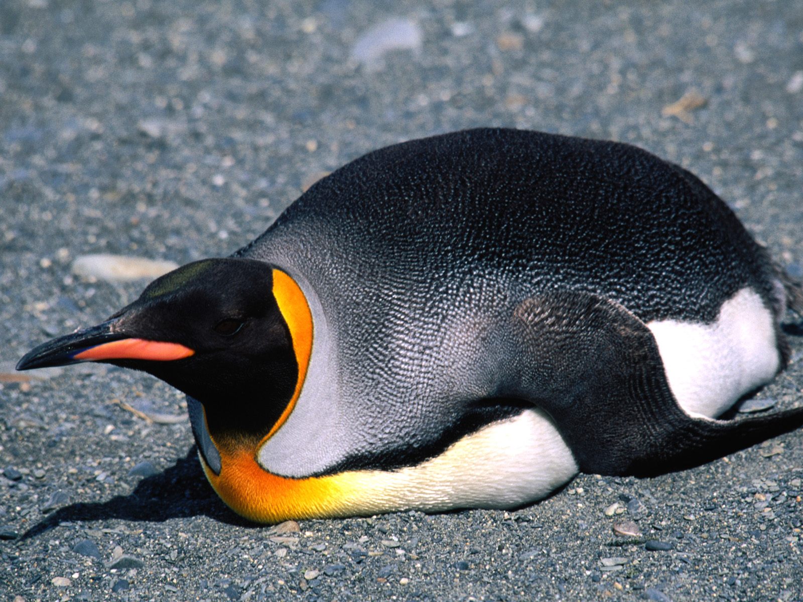 king lear penguin king lear penguin