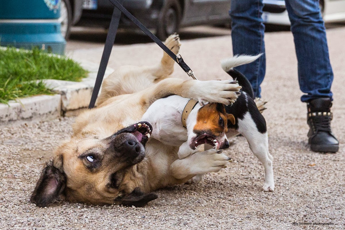 can dogs olive riviera dogs olive and at play can dogs olive riviera dogs olive and at play