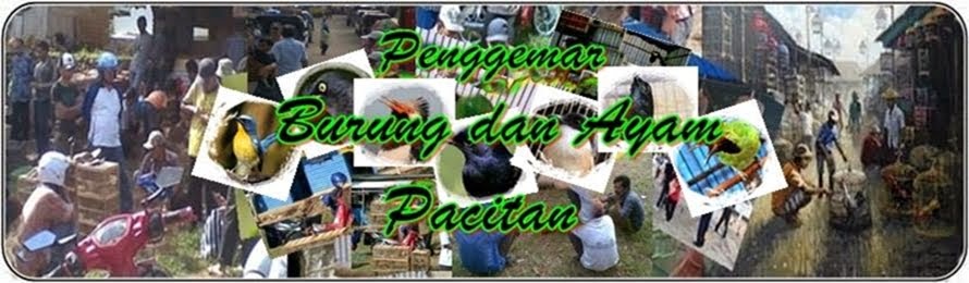 PENGGEMAR BURUNG DAN AYAM PACITAN