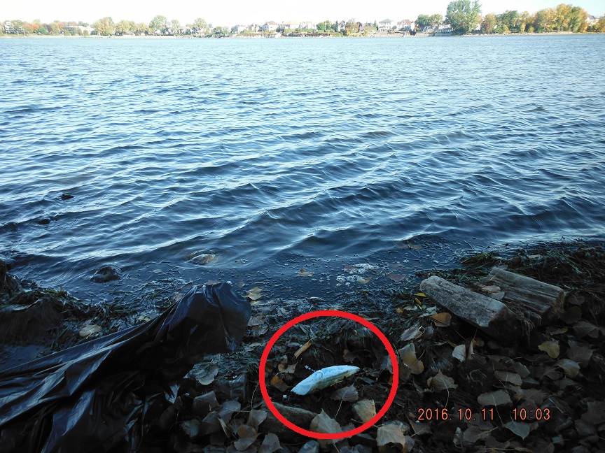 Foam on Rivière des Prairies shoreline