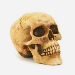 Grinning Realistic Replica Human Skull