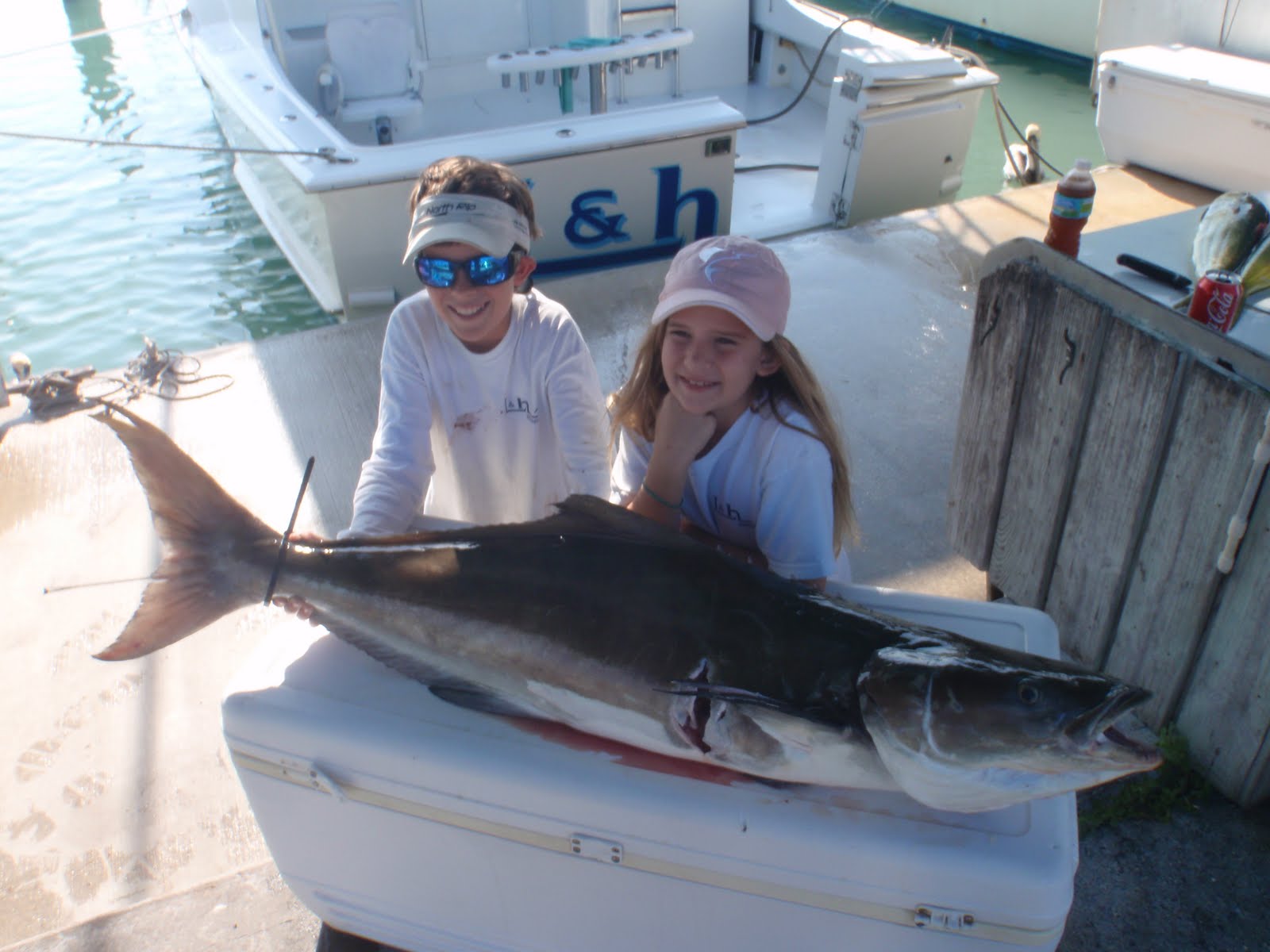 world record cobia