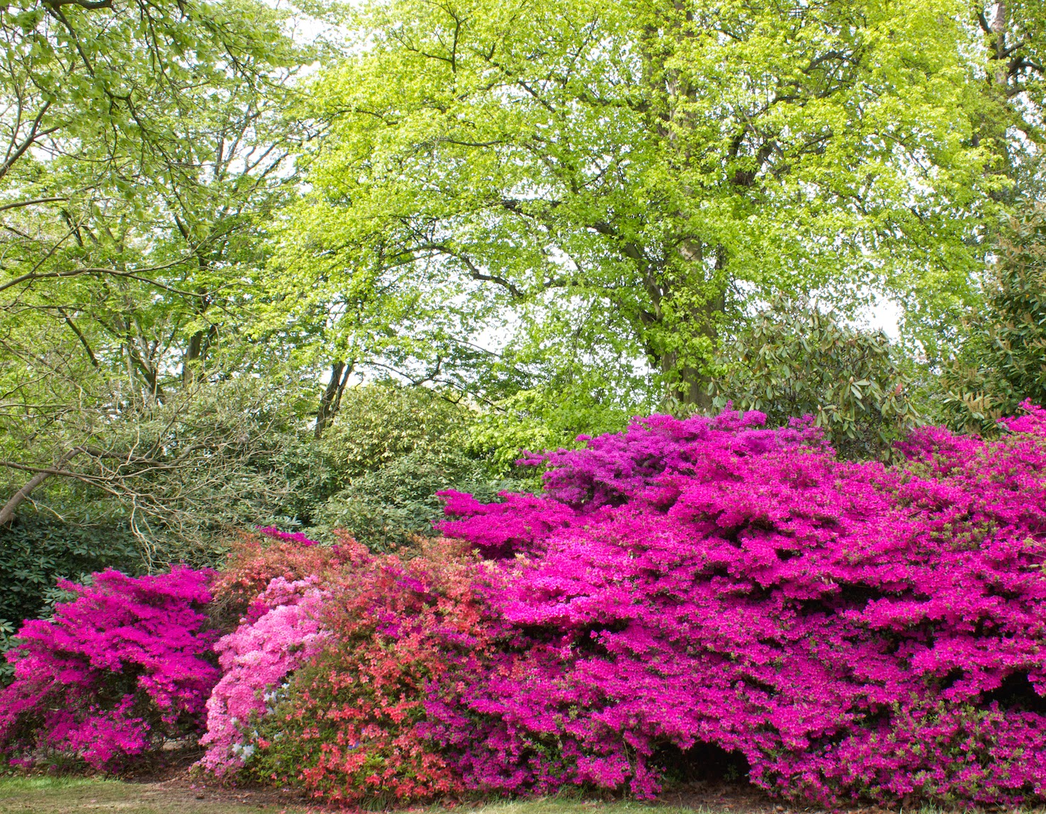 bluebell single personals Explore eileen brown's board bluebell woods in england on pinterest | see more ideas about paths, beautiful places and forests. bluebell single personals Explore eileen brown's board bluebell woods in england on pinterest | see more ideas about paths, beautiful places and forests.