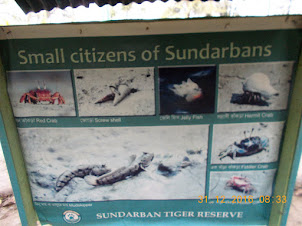 Literature on the common river crustacean and amphibian life  in the Sunderbans