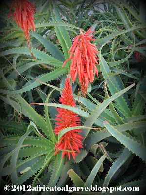 folha azulada da aloe arborescens