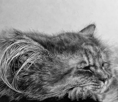 26-Hyper-realistic-Cats-Pencil-Drawings-Hong-Kong-Artist-Paul-Lung-aka-paullung-www-designstack-co