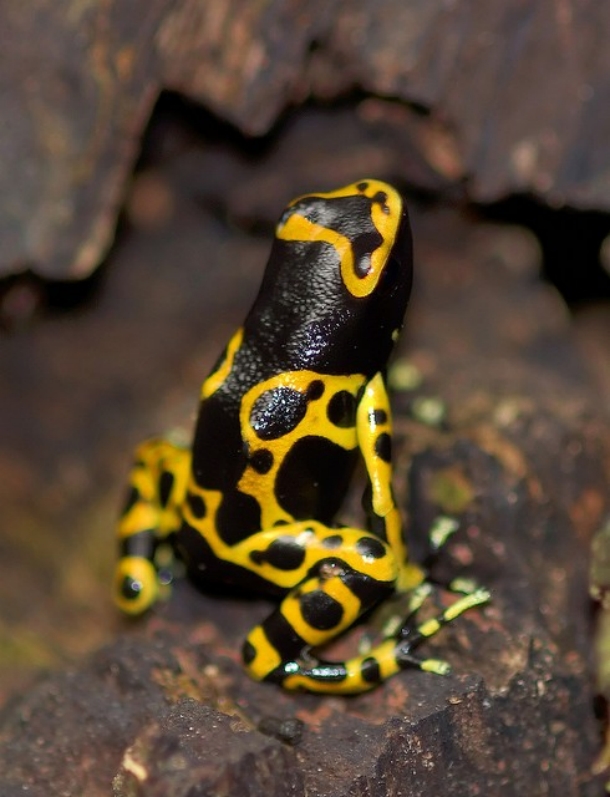poison dart frog for sale poison dart frog for sale