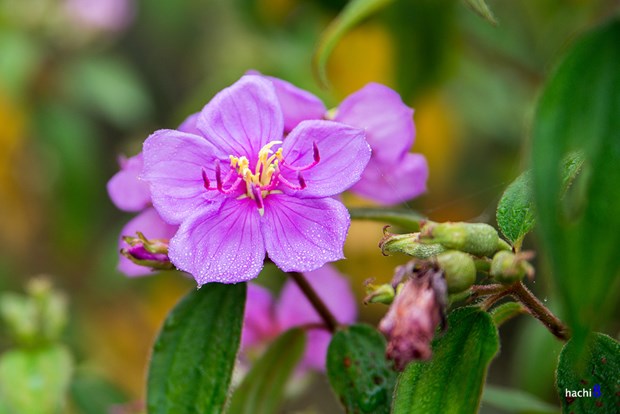 [Image: hoa-mua-tim-ngat-troi-tay-bac-5.jpg]