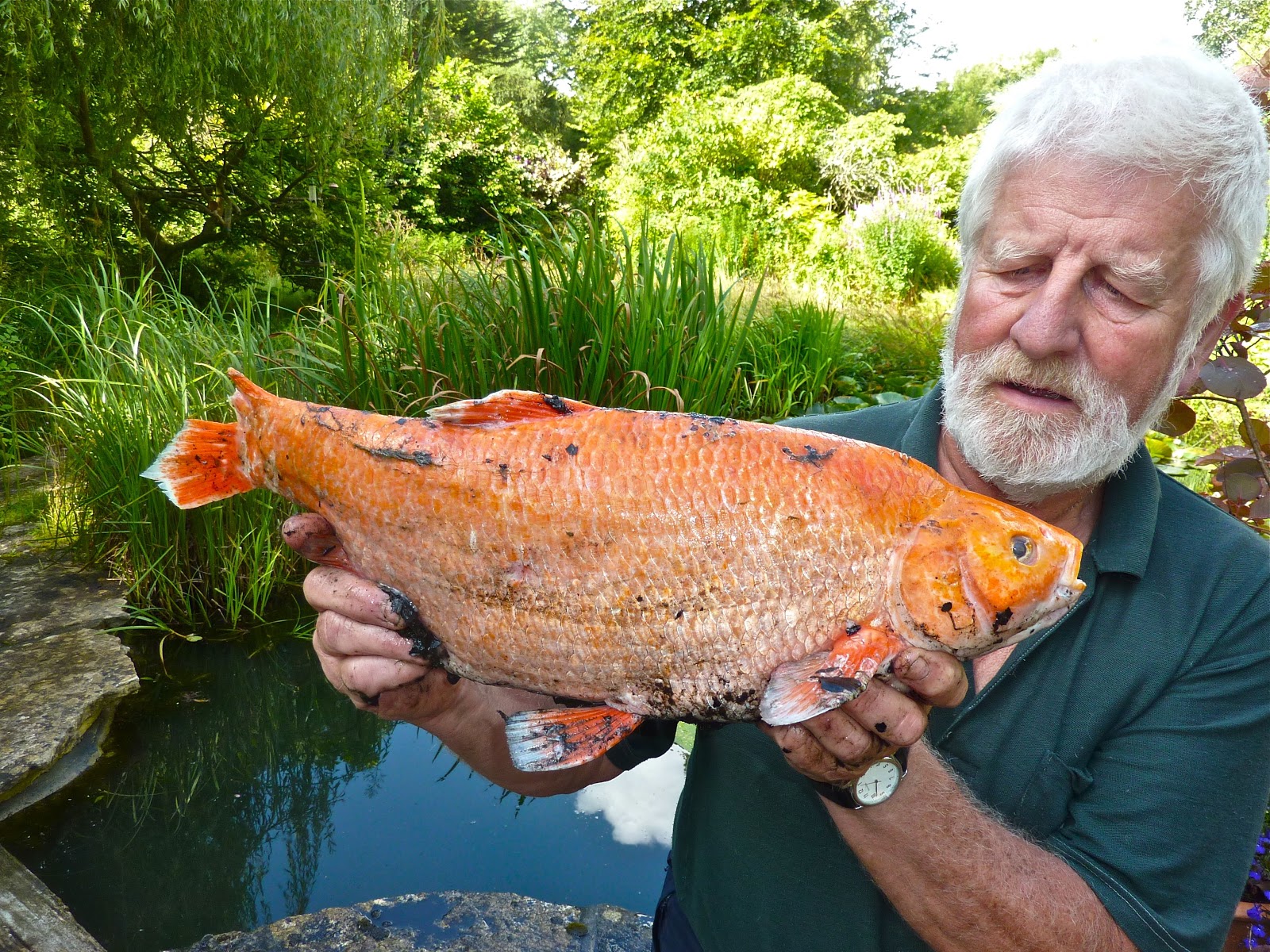 Orfe-in-koi-pond Orfe-in-koi-pond