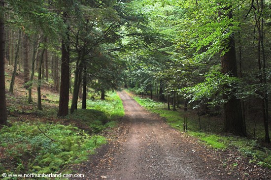 Hulne Park