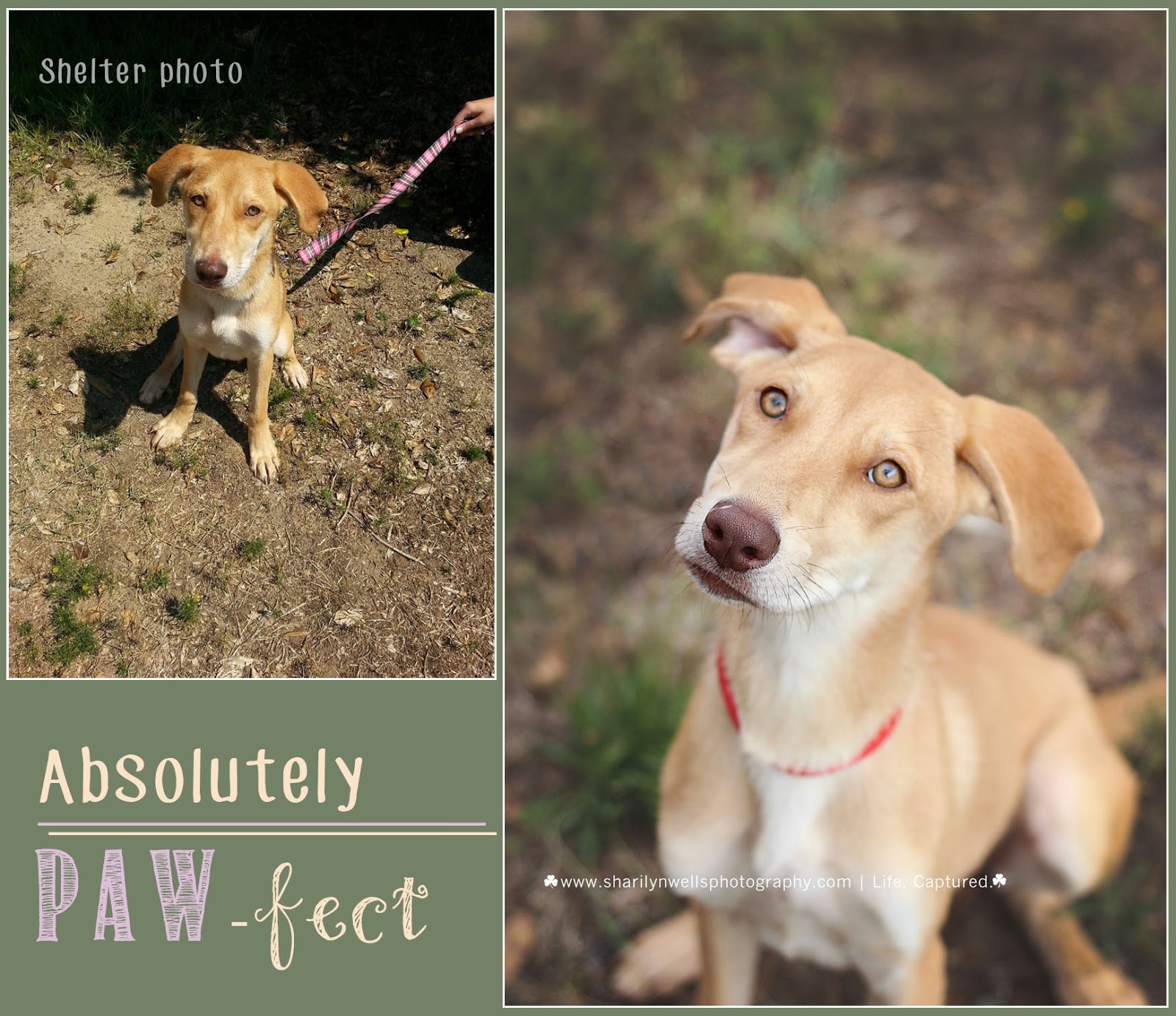 Sharilyn Wells Photography Shelter Love Animals Fayetteville, NC Photographer