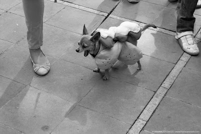 chihuahueño en bendicion de mascotas oaxaca